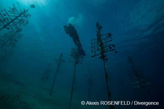 SMART CORAL TREES