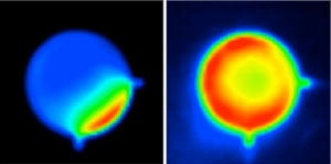 IR images of the emission of a two-section mid-IR WGM laser with one or both sections pumped